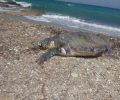 Νεκρή θαλάσσια χελώνα caretta caretta στον Αμπελά Πάρου